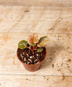Begonia cucullata pink variegata 003