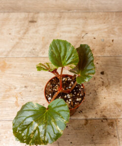Begonia cucullata pink variegata 005