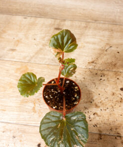 Begonia cucullata pink variegata 006