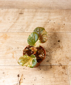 Begonia cucullata pink variegata 007