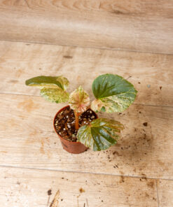 Begonia cucullata pink variegata 008