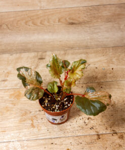 Begonia cucullata pink variegata 009