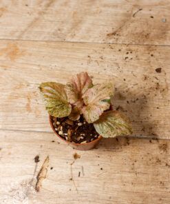 Begonia cucullata pink variegata 010