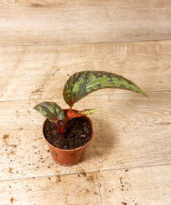 Begonia Lucifer 002