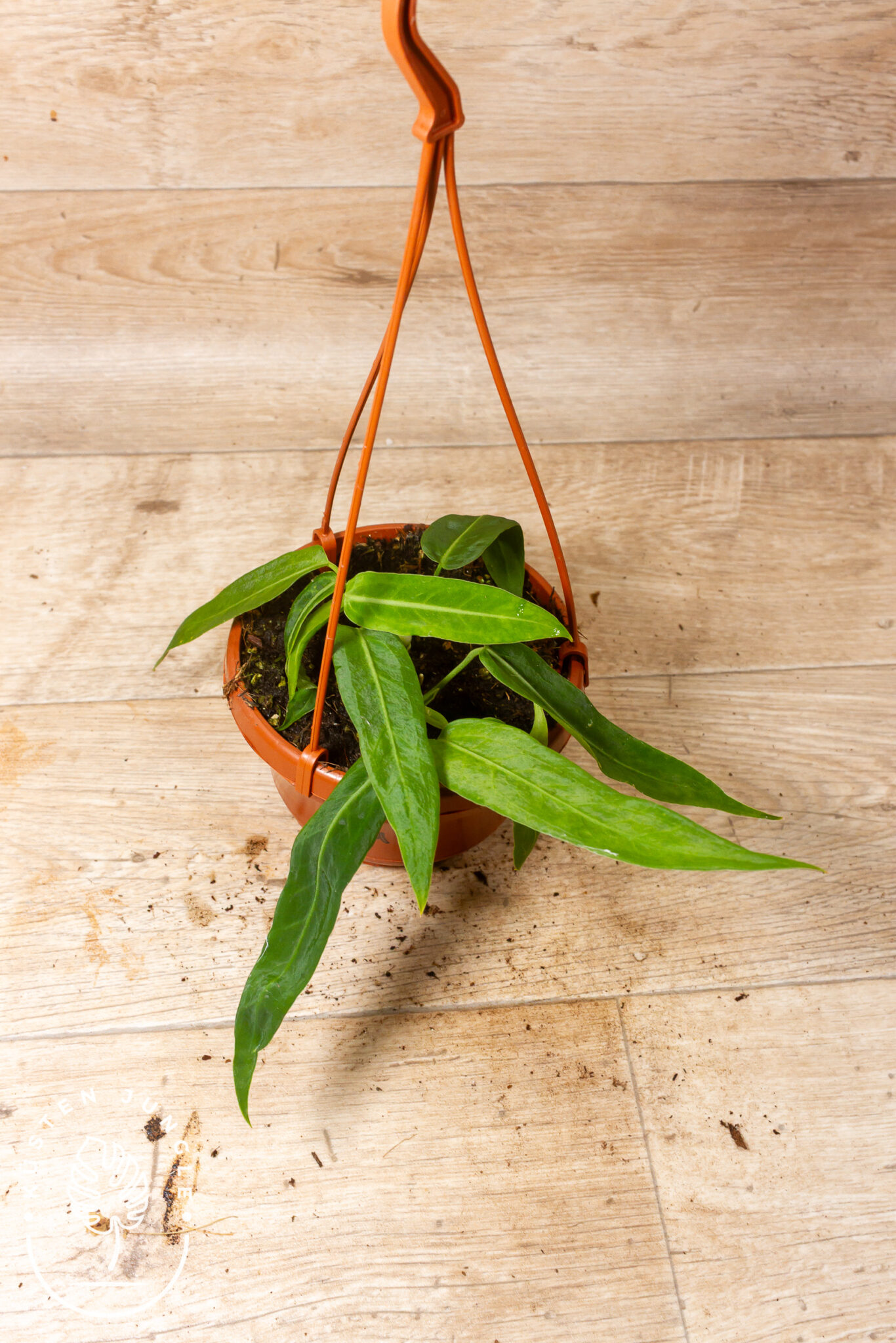 Anthurium pallidiflorum mit langen, hängenden, samtig schimmernden bandartigen Blättern