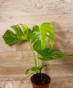 Monstera aurea 001