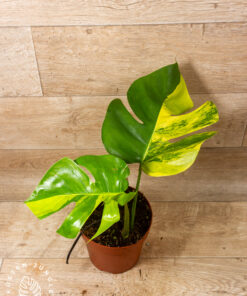 Monstera aurea 002