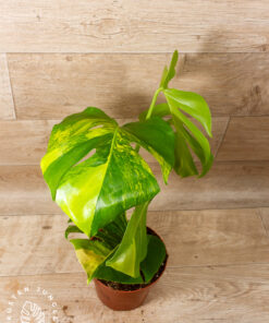 Monstera aurea 003
