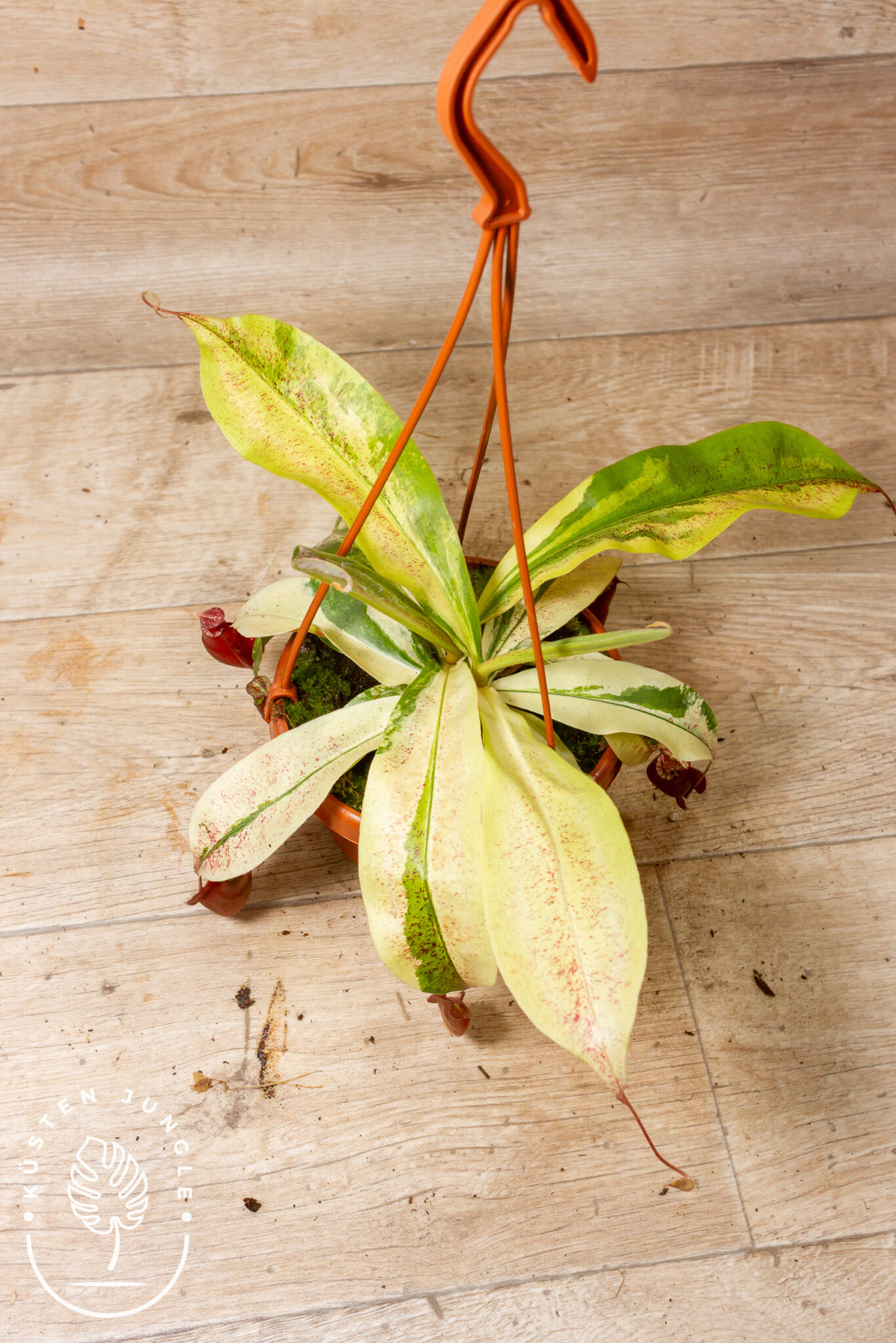 Nepenthes Viking x ampullaria Variegata mit panaschierten Blättern und dunkel gemusterten, bauchigen Kannen