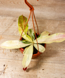 Nepenthes viking x ampullaria variegata 2A