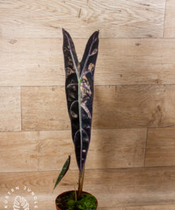 Alocasia longiloba purple 1A XL