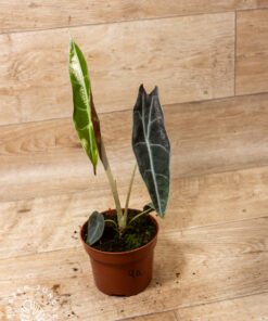 Alocasia longiloba purple 4A