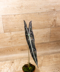 Alocasia longiloba purple 5A
