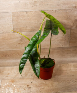 Philodendron felix 1A
