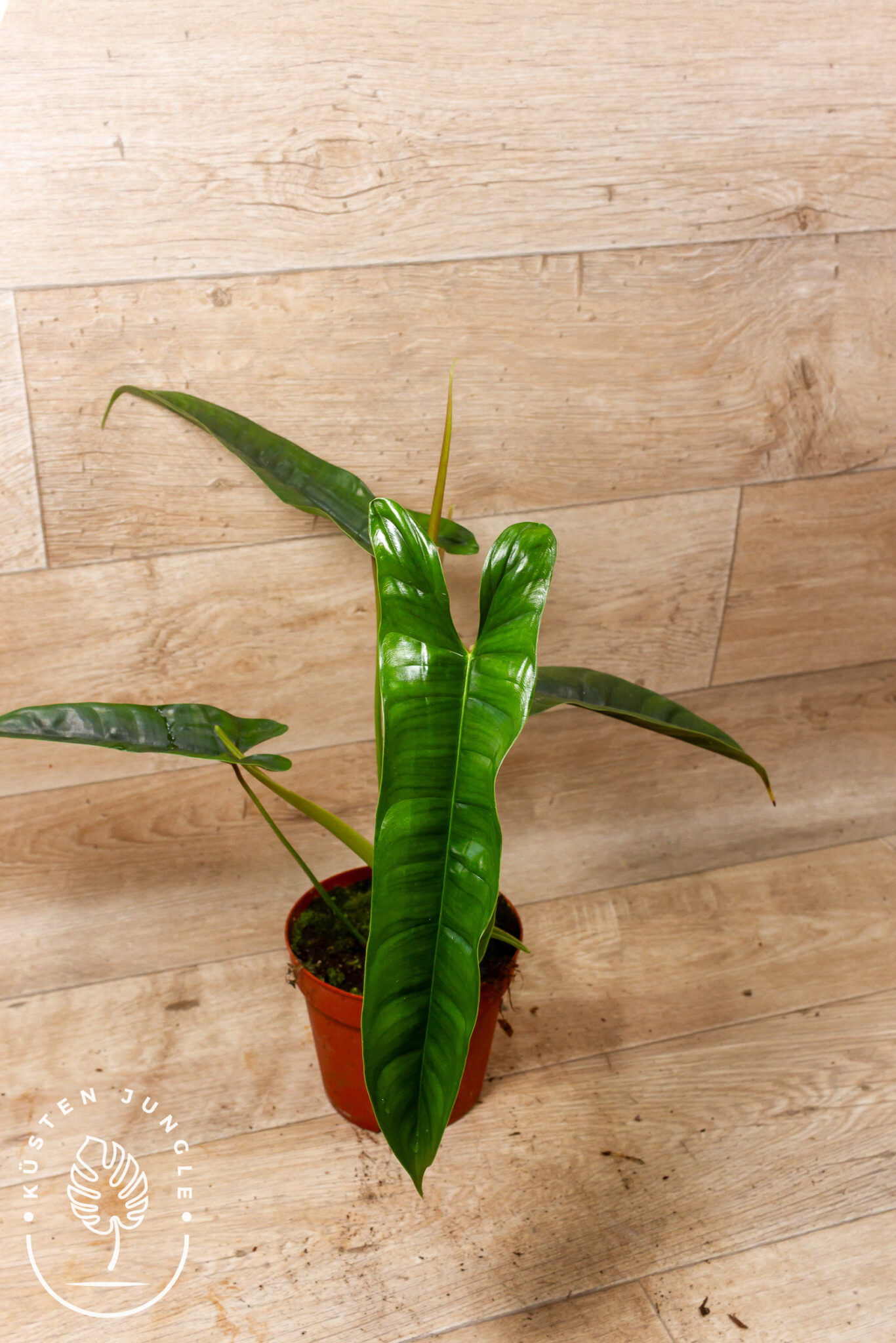 Philodendron 'Felix' mit dunkelgrünen, glänzenden, tief geriffelten Blättern mit hellen Blattadern