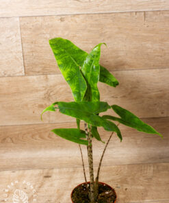 Alocasia Reticulata 1A