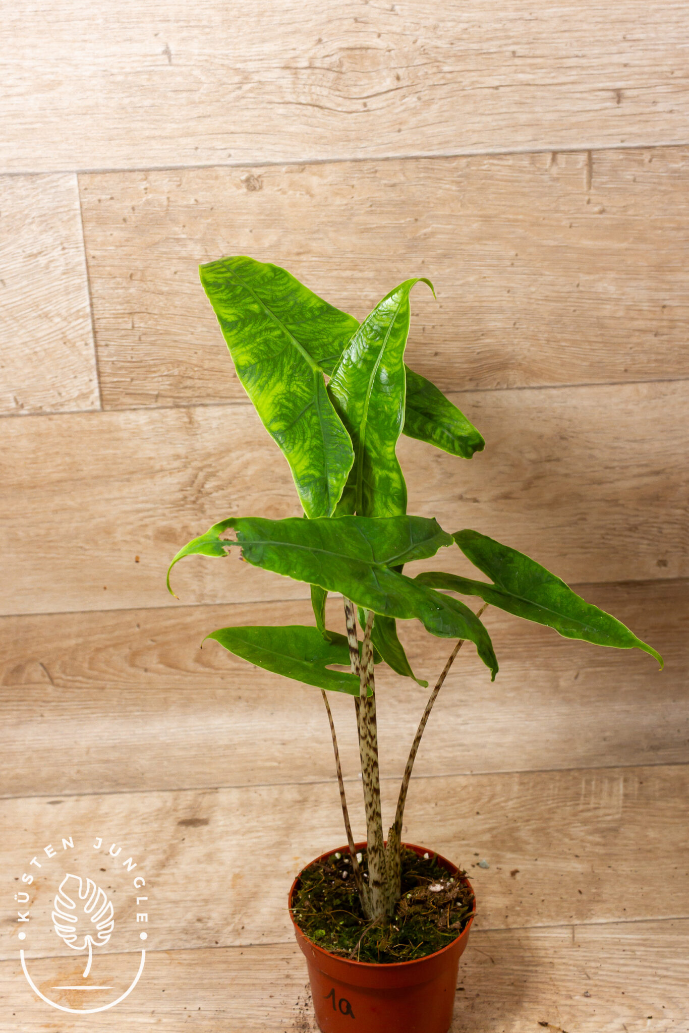 Alocasia zebrina 'Reticulata' mit netzartig gemusterten Blättern und zebrastreifigen Blattstielen