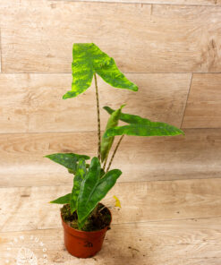 Alocasia Reticulata 2A