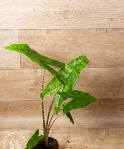 Alocasia Reticulata 3A