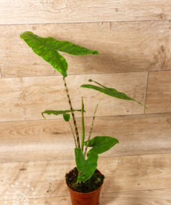 Alocasia Reticulata 4A