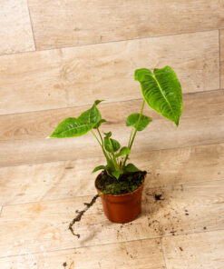 Anthurium veitchii 1A