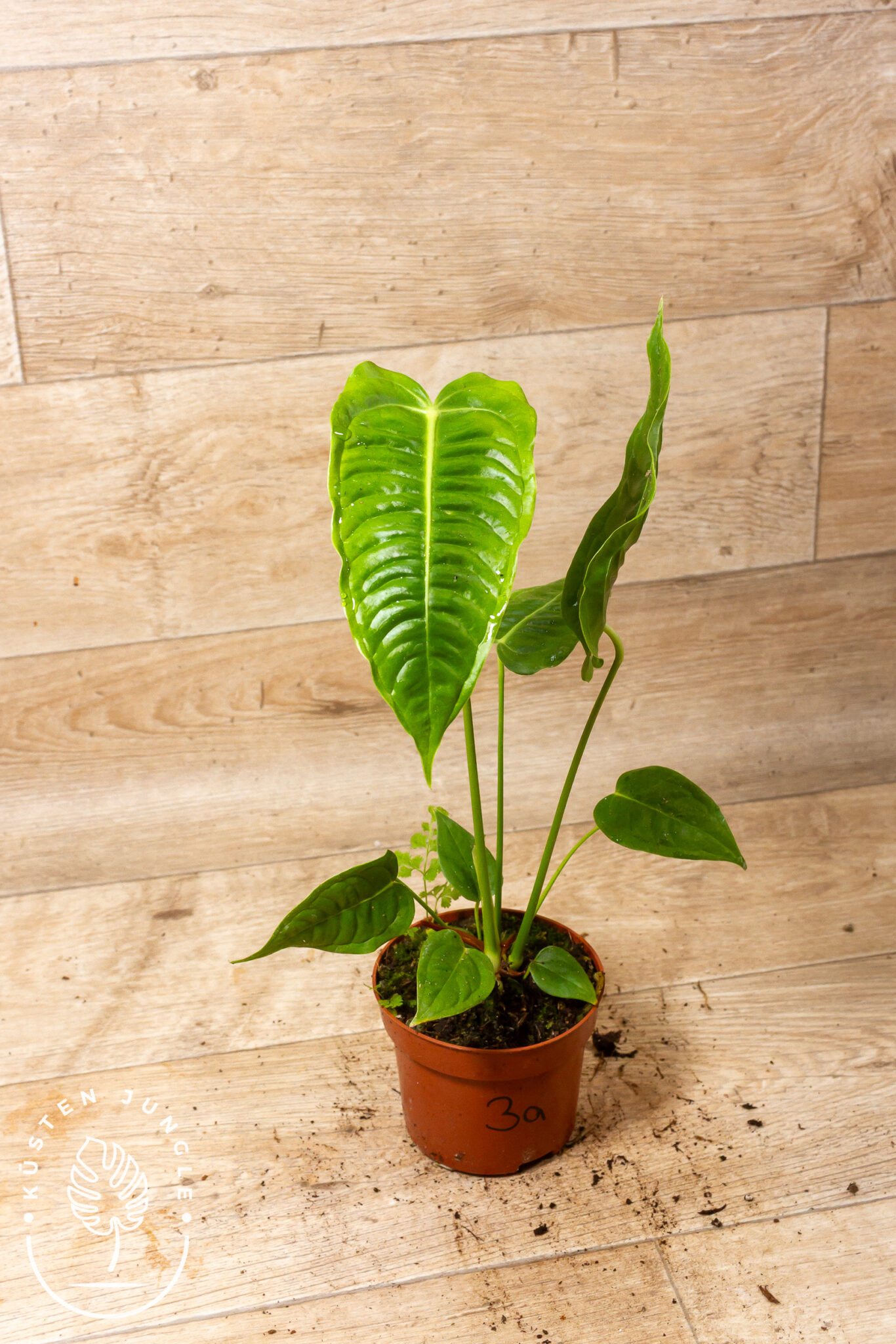 Anthurium veitchii mit großen, stark gerippten, dunkelgrün glänzenden Blättern