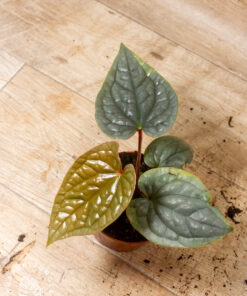 Anthurium luxurians 1A