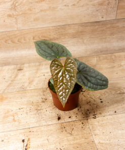 Anthurium luxurians 2A