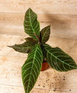 Ardisia gigantifolia 1A