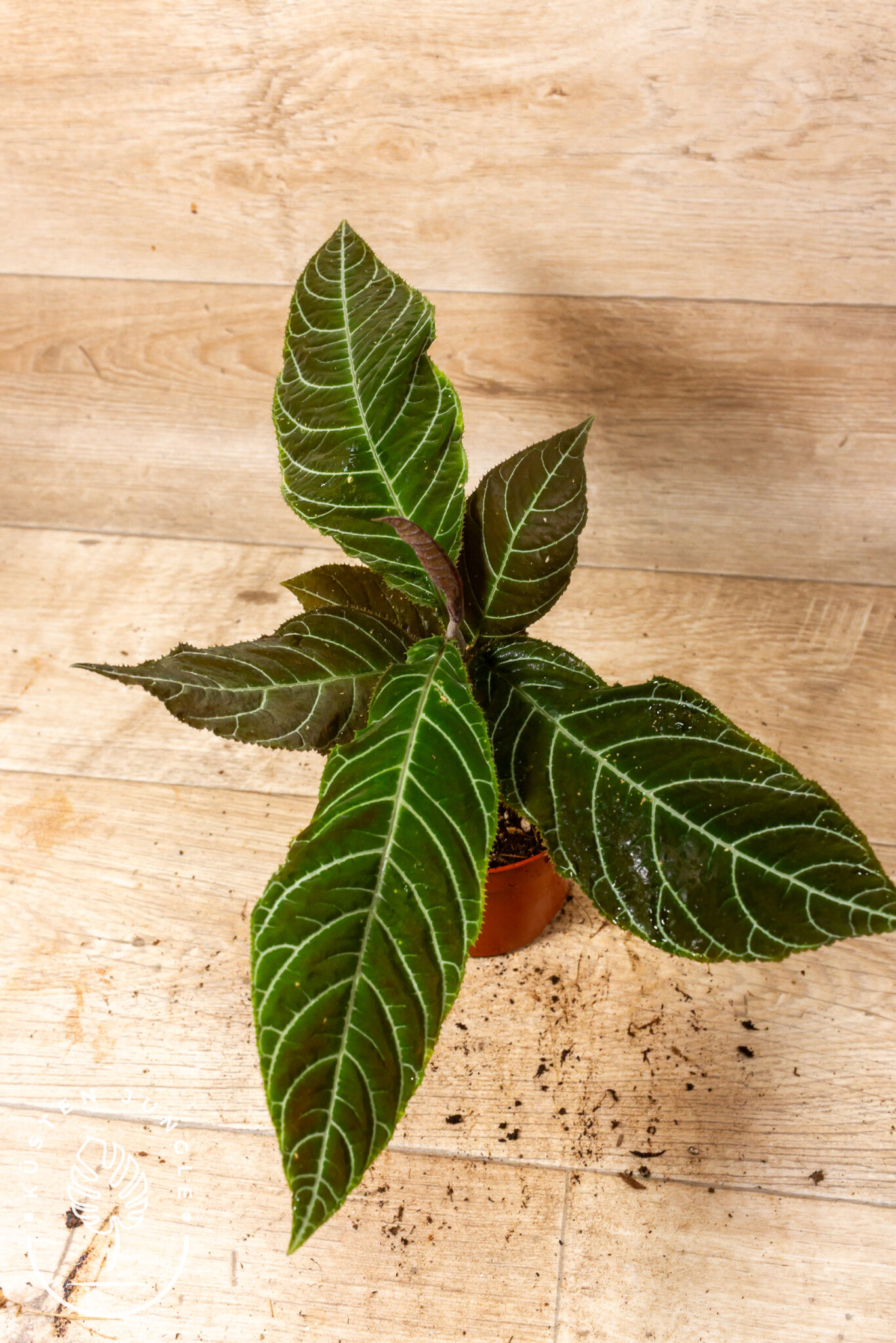 Ardisia gigantifolia mit schokoladenbraunen, glänzenden Blättern und leuchtend grünen Blattadern