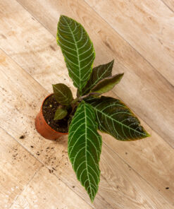 Ardisia gigantifolia 2A
