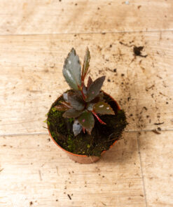 Begonia julau type 2 1A