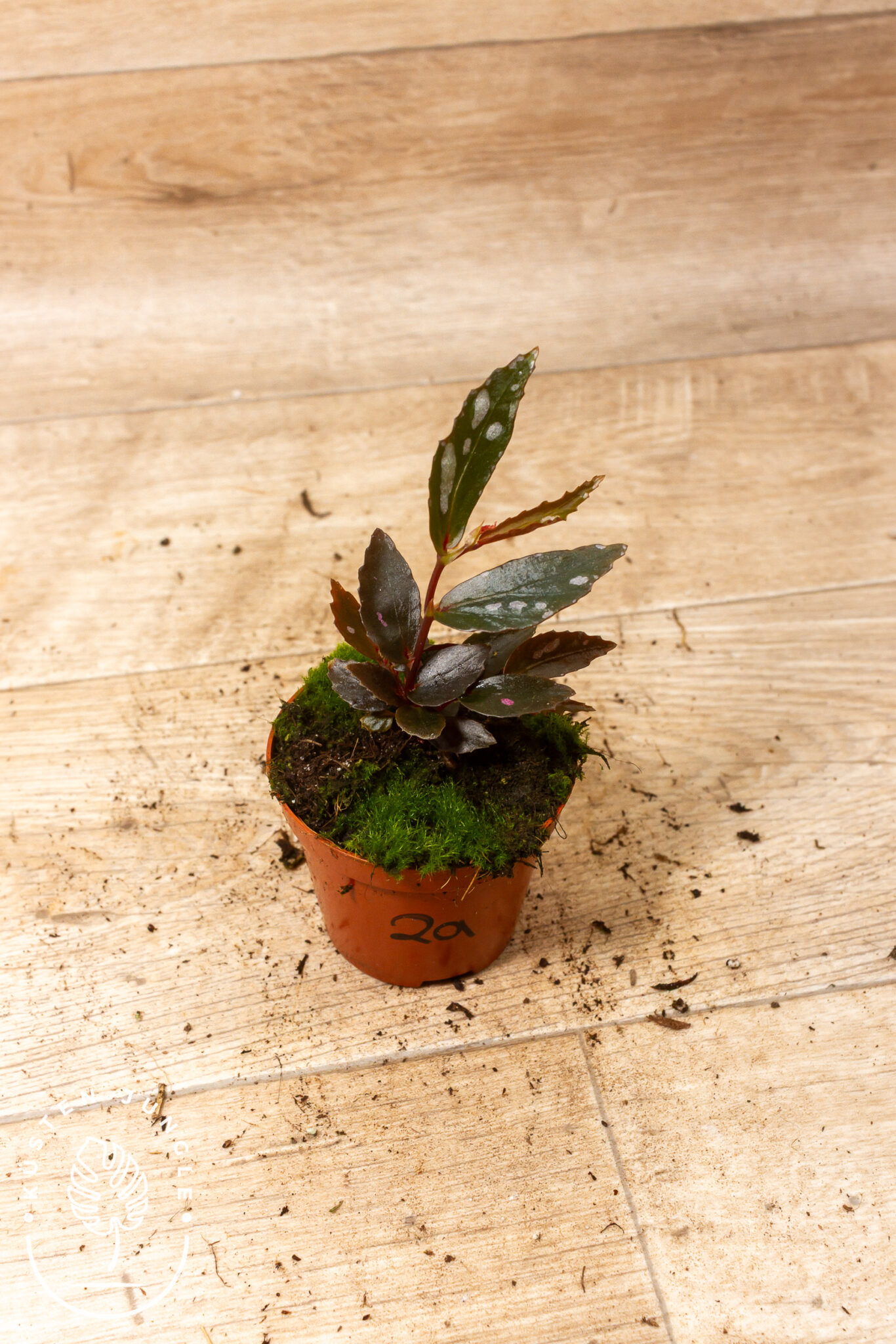 Begonia sp. Julau Type 2 mit dunkel burgunder bis schwarz glänzenden, rundlichen Blättern mit kräftig pinken Sprenkeln