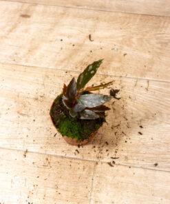 Begonia julau type 2 2A