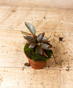 Begonia julau type 2 3A
