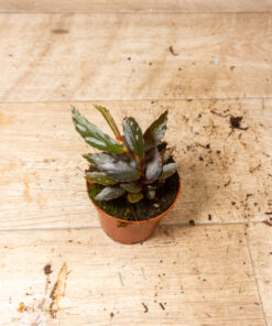 Begonia julau type 2 4A