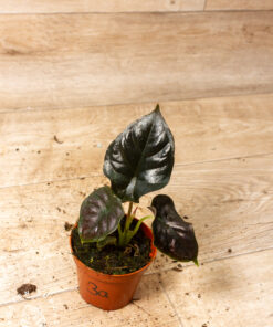 Alocasia Infernalis 'Black Magic' 3A