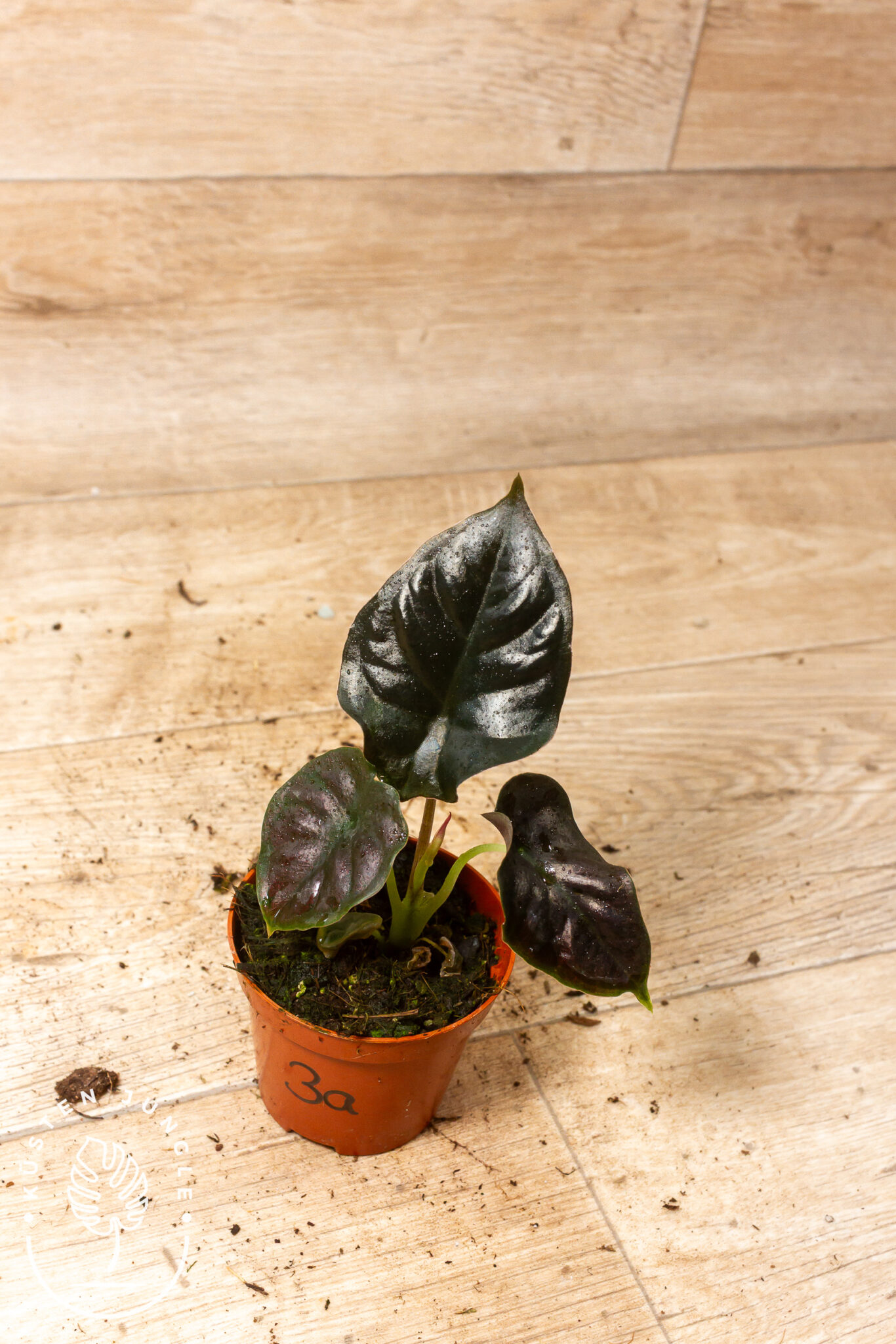 Alocasia infernalis 'Black Magic' mit glänzend metallisch violett-schwarzen Blättern und kontrastierender violetter Blattunterseite