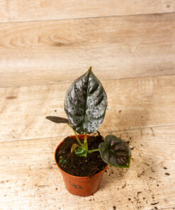 Alocasia Infernalis 'Black Magic' 4A