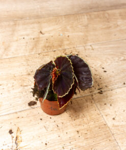 Begonia darthvaderiana 1A