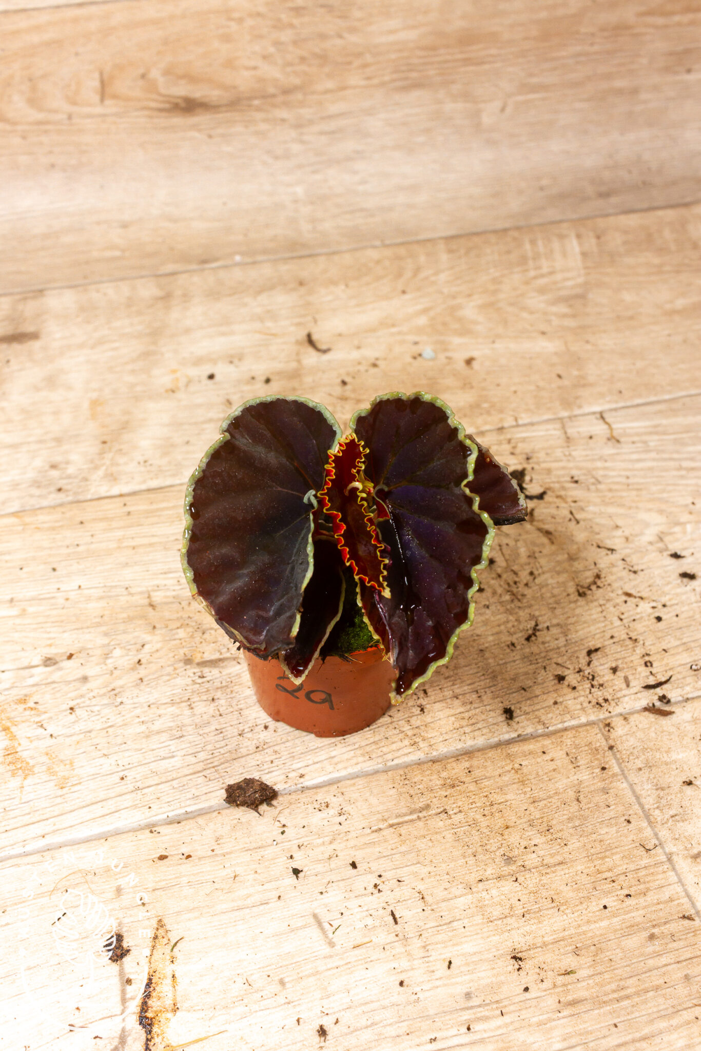 Begonia darthvaderiana mit dunkel olivfarbenen bis fast schwarzen, genarbten Blättern mit schmalem silbrigem Randstreifen