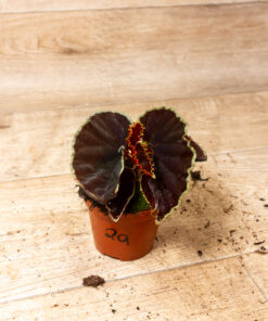 Begonia darthvaderiana 2A