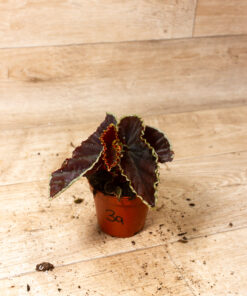 Begonia darthvaderiana 3A