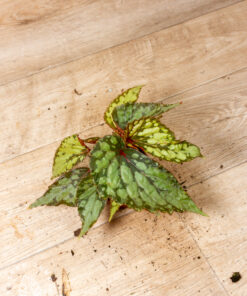 Begonia Lucifer 1A