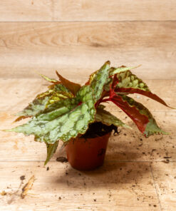 Begonia Lucifer 2A – Bild 2