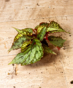 Begonia Lucifer 2A