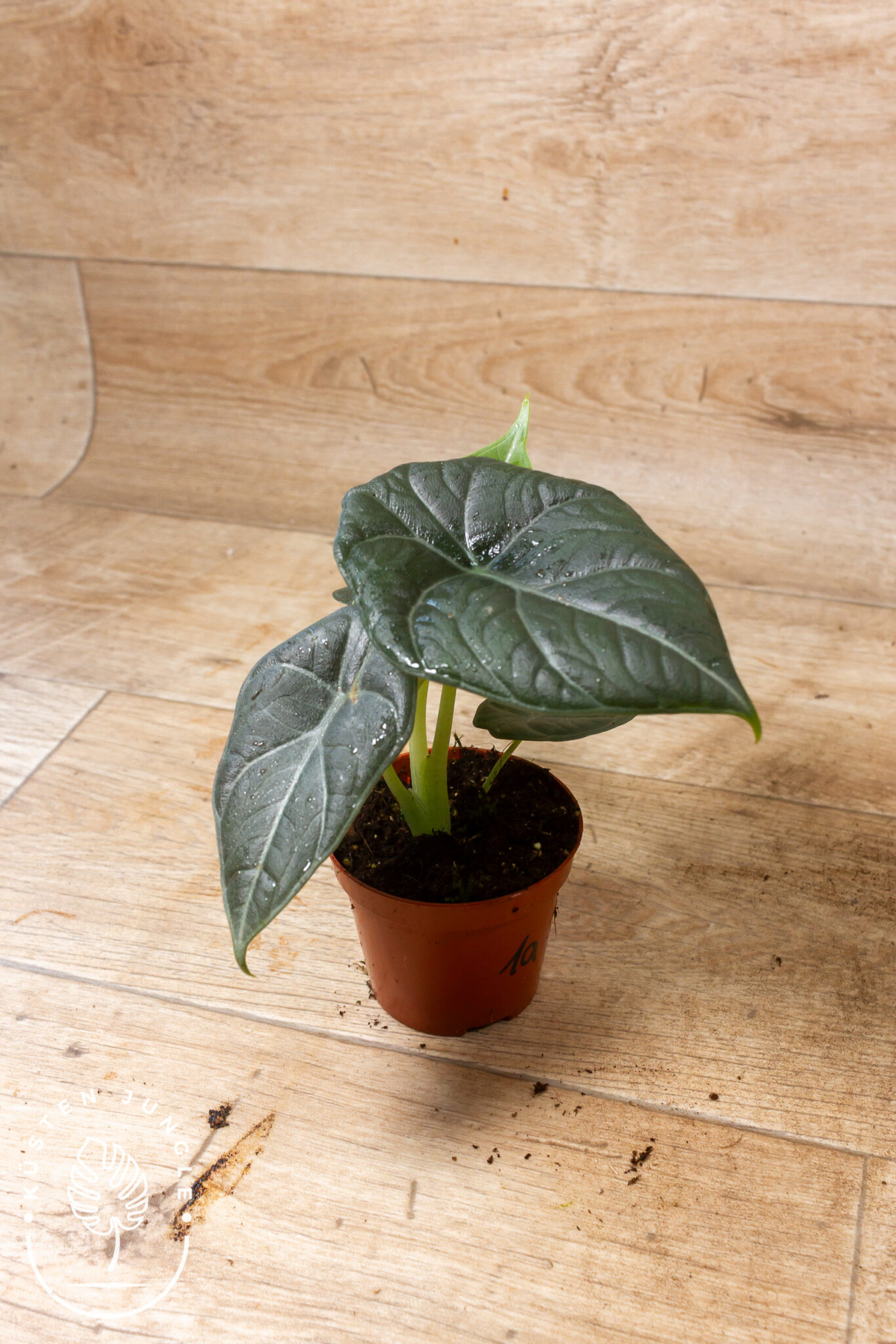 Alocasia 'Maharani' mit dicken, ledrigen, grau-grünen Blättern mit tief eingeschnittener, drachenhautähnlicher Textur