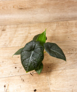 Alocasia Maharani 3A