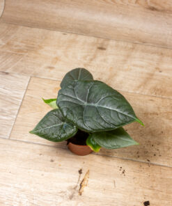 Alocasia Maharani 4A