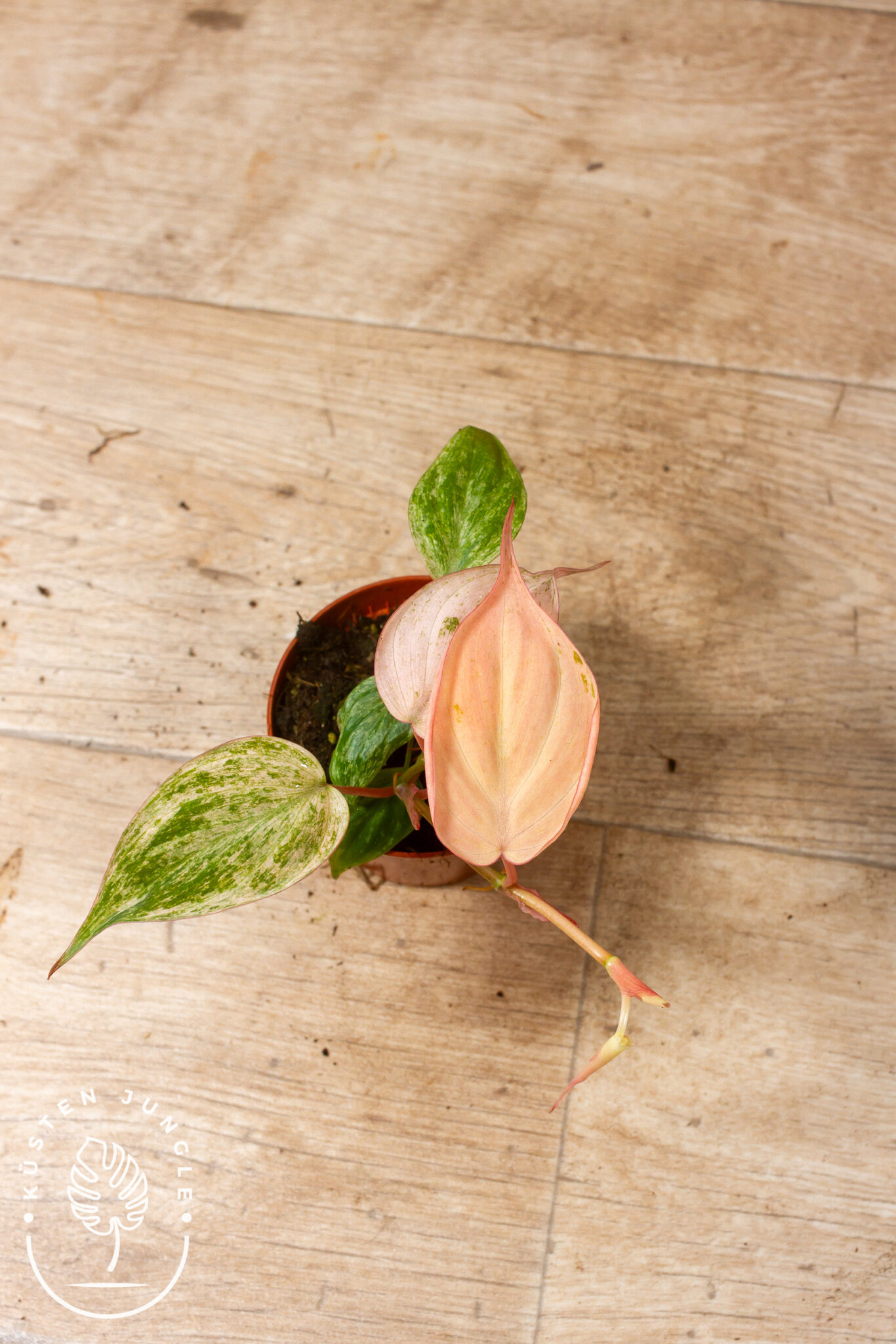 Philodendron micans 'Pink Marble' Variegata mit samtigen, herzförmigen Blättern mit rosa-cremefarbener Marmorierung